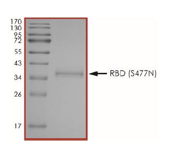 The purity of 2019-nCoV Spike protein S1 subunit, RBD (S477N) was determined to be >90% by densitometry